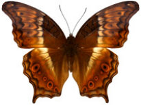 schmetterling038095.jpg
