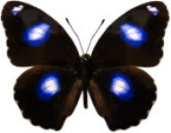 schmetterling038096.jpg