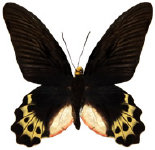 schmetterling038097.jpg