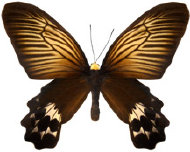 schmetterling038098.jpg