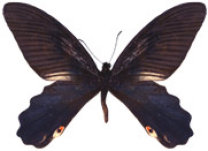 schmetterling038099.jpg