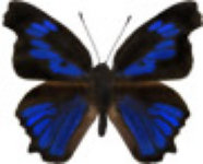 schmetterling039061.jpg