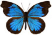schmetterling039062.jpg