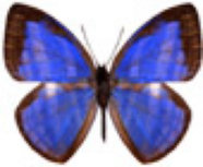 schmetterling039063.jpg