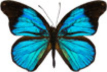 schmetterling039064.jpg