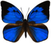 schmetterling039065.jpg