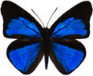 schmetterling039066.jpg
