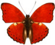 schmetterling039067.jpg
