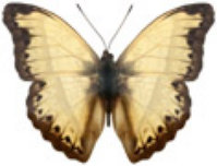 schmetterling039068.jpg