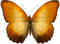 schmetterling039069.jpg