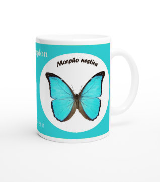 schmetterling041063.jpg