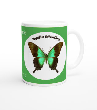 schmetterling041064.jpg