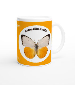 schmetterling041076.jpg