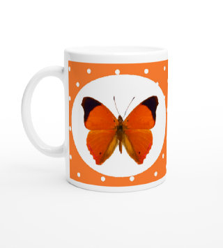 schmetterling042065.jpg