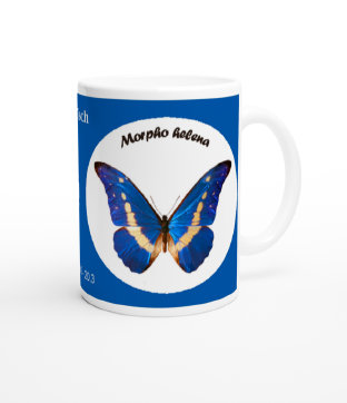 schmetterling042073.jpg