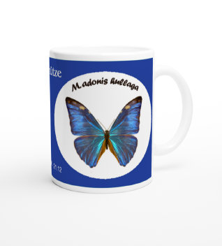 schmetterling042081.jpg