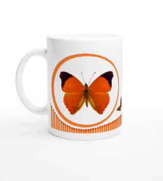 schmetterling043064.jpg